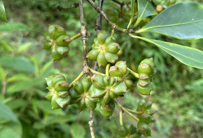 Việt Nam sở hữu hàng chục nghìn ha trồng một loại hoa triệu đô của thế giới: Vừa thu về hơn 40 triệu USD, Ấn Độ cực ưa chuộng- Ảnh 1. Việt Nam sở hữu hàng chục nghìn ha trồng một loại hoa triệu đô của thế giới: Vừa thu về hơn 40 triệu USD, Ấn Độ cực ưa chuộng- Ảnh 1.