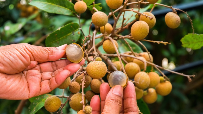 Loại 'cây làm giàu' bao phủ cả một xã ở Phú Thọ: Quả được săn lùng từ sớm, ‘cháy hàng’ liên tục- Ảnh 2.