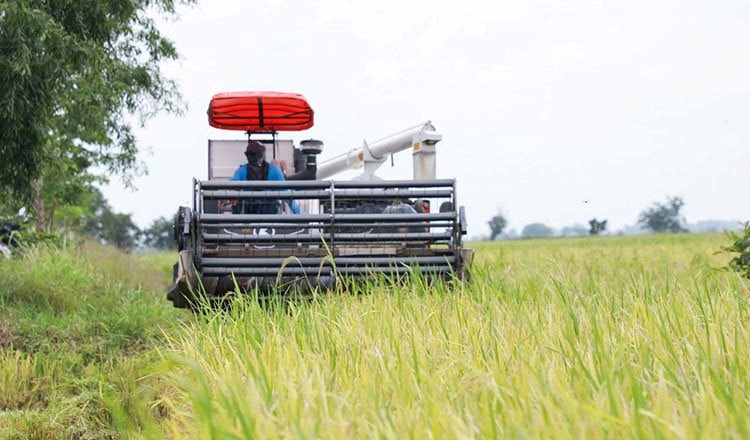 Giá 'hạt vàng' giảm sốc, nông dân Campuchia oằn mình chịu lỗ gần 7 triệu đồng/ha, tính bỏ ruộng sang Thái Lan làm thuê- Ảnh 1. Giá 'hạt vàng' giảm sốc, nông dân Campuchia oằn mình chịu lỗ gần 7 triệu đồng/ha, tính bỏ ruộng sang Thái Lan làm thuê- Ảnh 1.
