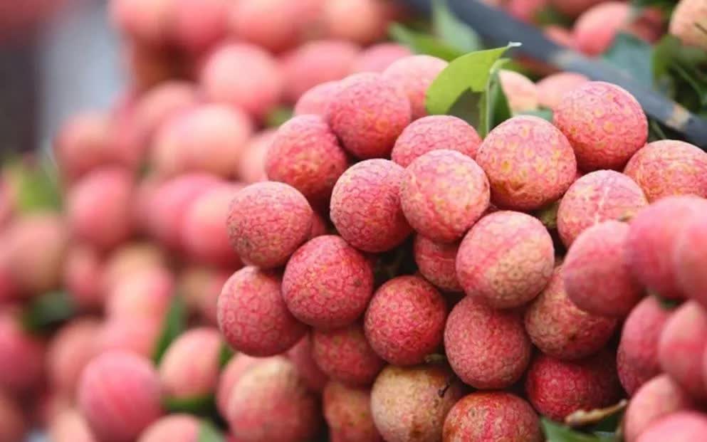 Xuất khẩu vải thiều thắng lớn- Ảnh 1. Xuất khẩu vải thiều thắng lớn- Ảnh 1.