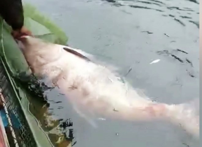 - Ảnh 1. - Ảnh 1.