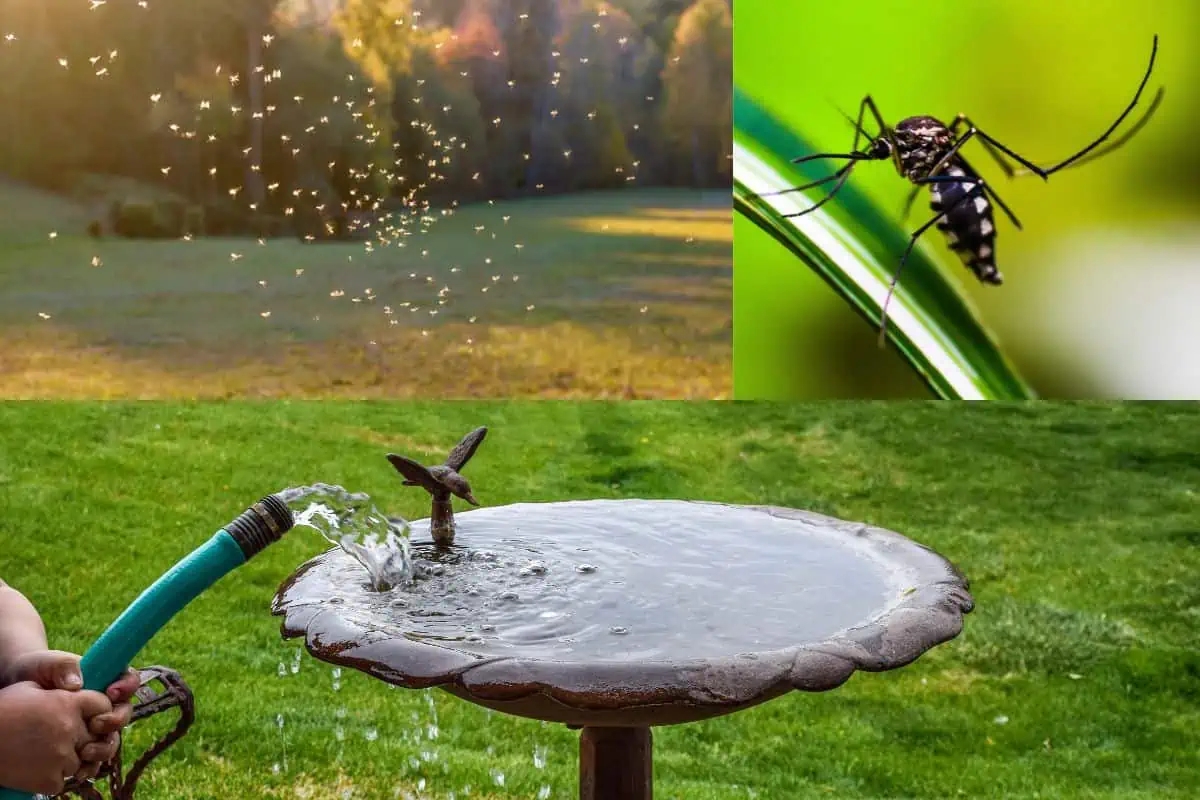 Nhà có 5 đặc điểm này, đừng trách vì sao muỗi kéo đến ngày càng nhiều- Ảnh 1.