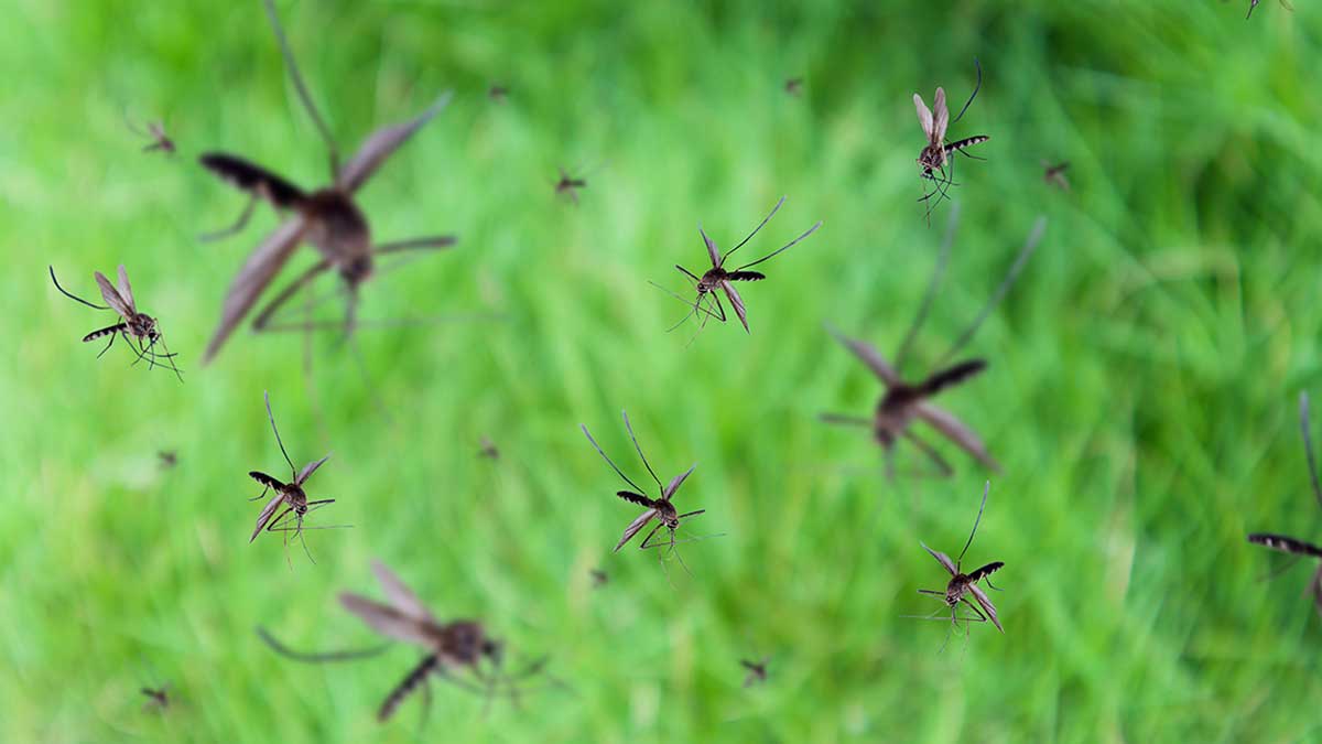 Nhà có 5 đặc điểm này, đừng trách vì sao muỗi kéo đến ngày càng nhiều- Ảnh 2.