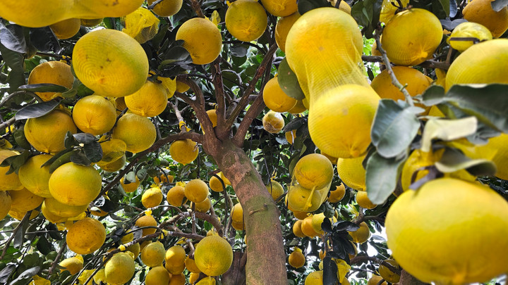 Cận cảnh chậu bưởi Diễn giá 150 triệu đồng tại TP.HCM- Ảnh 7.