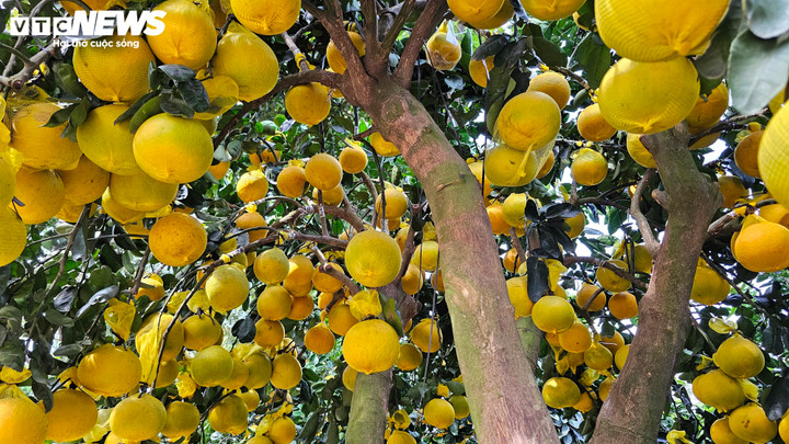 Cận cảnh chậu bưởi Diễn giá 150 triệu đồng tại TP.HCM- Ảnh 3.