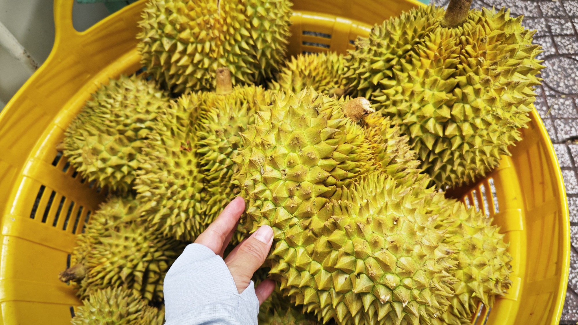 Dự báo xuất khẩu sầu riêng Việt Nam vượt Thái Lan tại Trung Quốc năm 2026 - Ảnh 1.