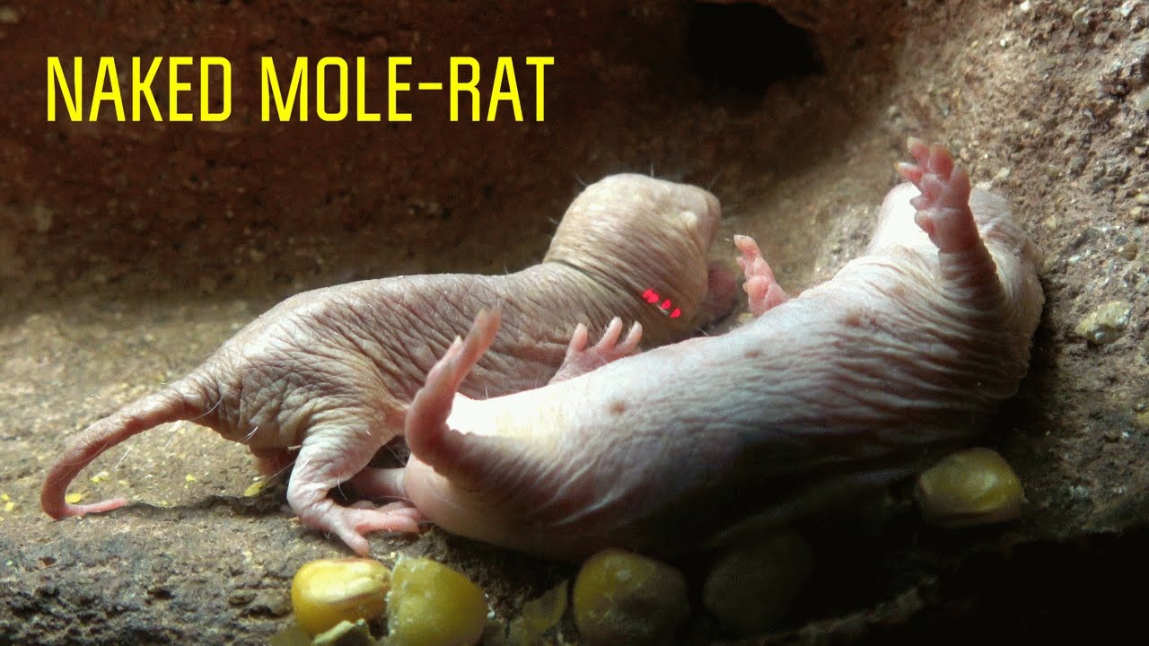 Loài động vật có vú gần như máu lạnh duy nhất còn sống khiến giới khoa học bối rối vì quá khác thường- Ảnh 1.