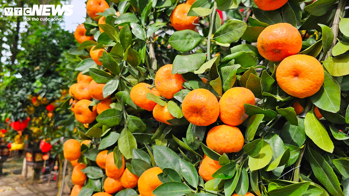 Cận cảnh chậu bưởi Diễn giá 150 triệu đồng tại TP.HCM- Ảnh 13.