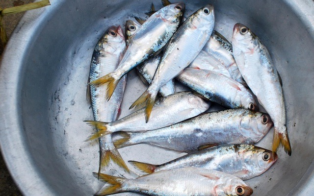 Loài cá được khen "tốt nhất thế giới": Chợ Việt bán chỉ 30.000đ/kg, quanh năm sẵn hàng - Ảnh 3. Loài cá được khen "tốt nhất thế giới": Chợ Việt bán chỉ 30.000đ/kg, quanh năm sẵn hàng - Ảnh 3.