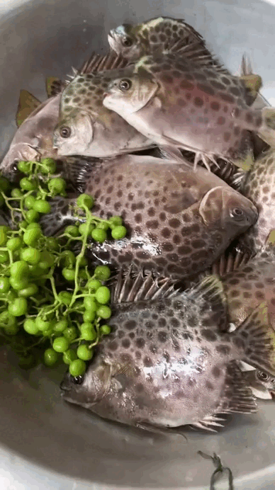 Loài cá đặc sản miền Tây, cả nước săn lùng- Ảnh 3.