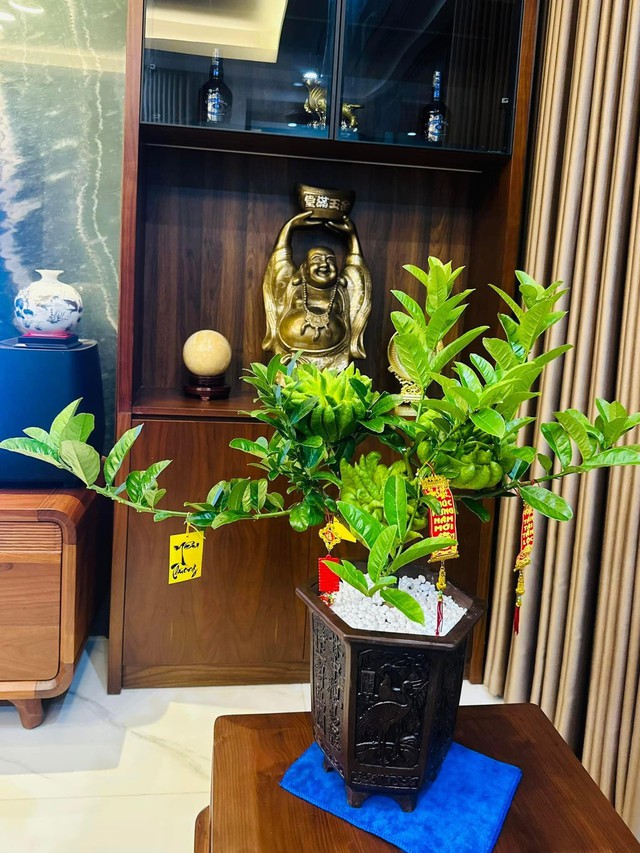 Nhà trồng 3 loại cây này chẳng khác rước "thần tài" vào nhà, gia chủ trăm sự cát lành, hút tài hút lộc - Ảnh 2.