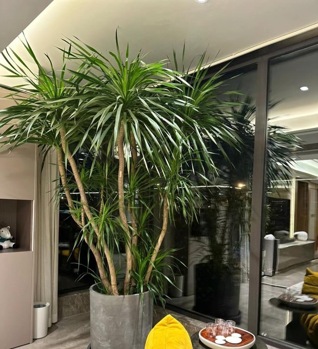 Nhà trồng 3 loại cây này chẳng khác rước "thần tài" vào nhà, gia chủ trăm sự cát lành, hút tài hút lộc - Ảnh 1.