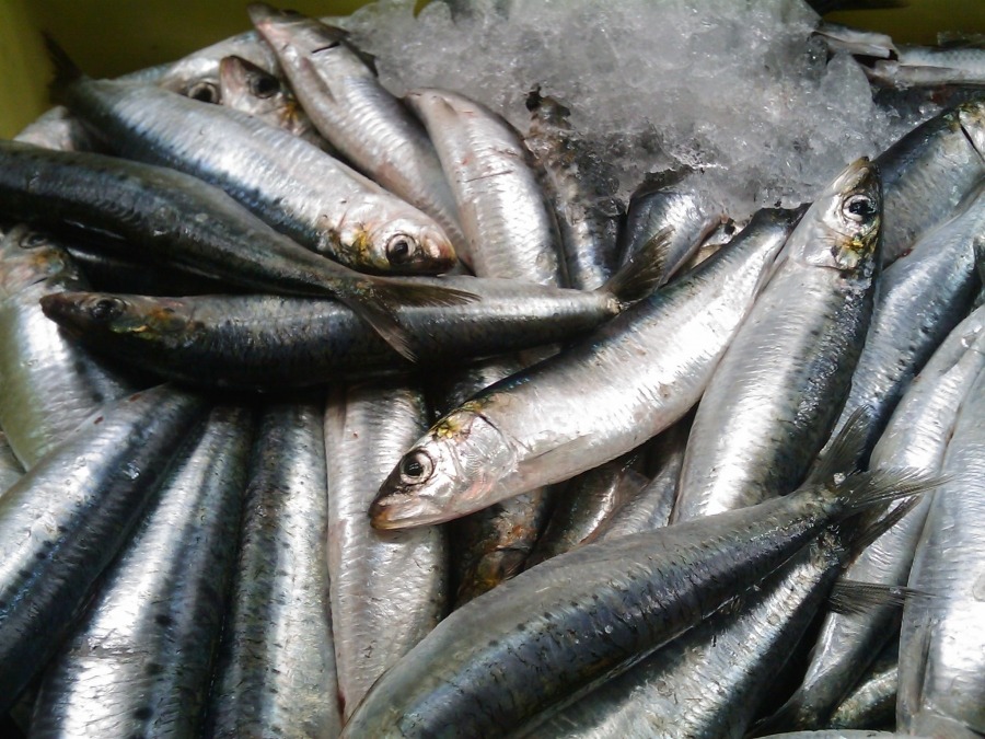 6 loài cá ít "ngậm" thủy ngân, omega-3 giàu vô địch: Chợ Việt bán sẵn - Ảnh 1.