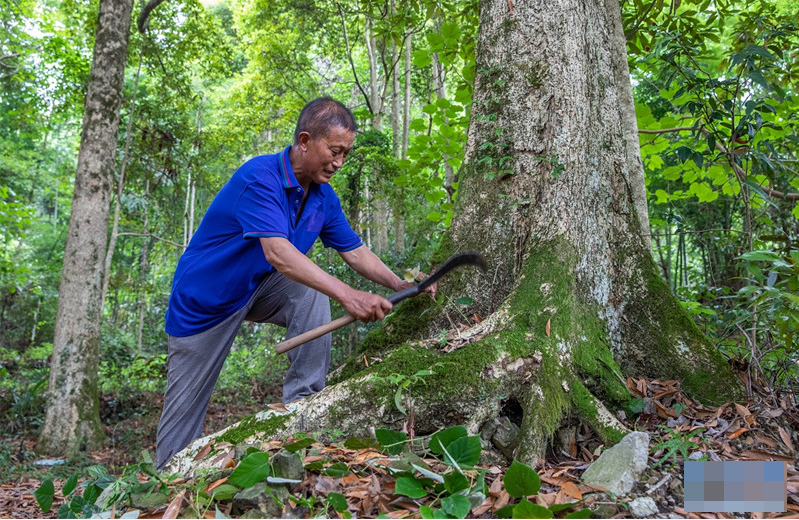 Thương gia mang hơn 900 tỷ đồng hỏi mua 3 cây gỗ trong vườn, lão nông dân đưa ra quyết định gây tranh cãi - Ảnh 1.