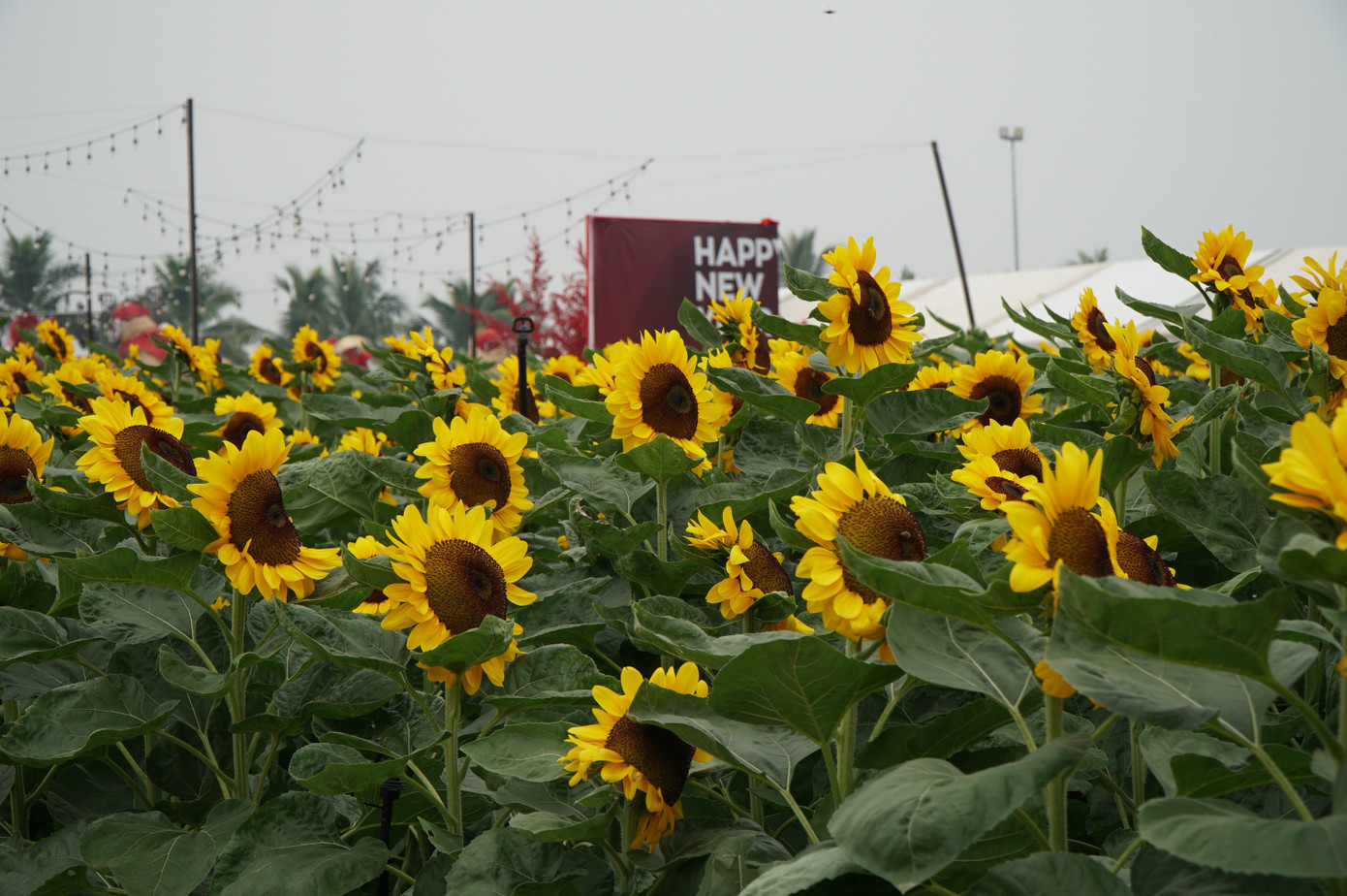 Sốt sình sịch với cánh đồng hoa xuân ở TPHCM- Ảnh 3.