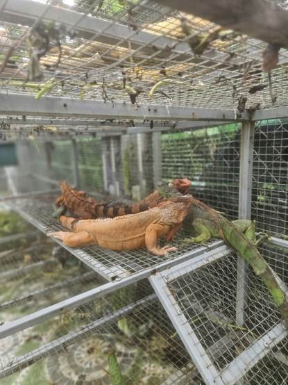 Nuôi "rồng" ở TPHCM: Thú chơi đắt đỏ vi phạm pháp luật - Ảnh 3.