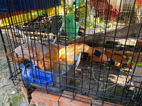 Nuôi "rồng" ở TPHCM: Thú chơi đắt đỏ vi phạm pháp luật - Ảnh 1.