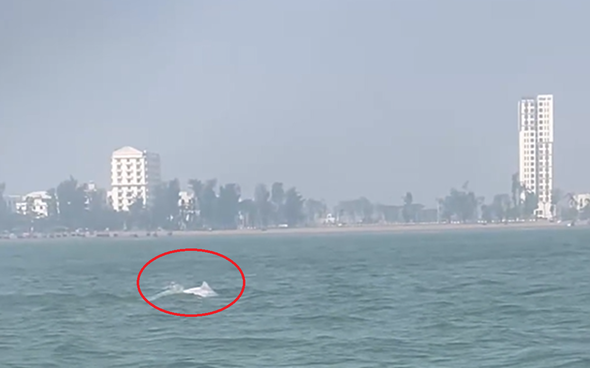 VIDEO: Đàn cá heo trắng "nhảy múa" ở biển Sầm Sơn - Ảnh 1.