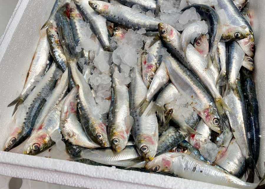 Chuyên gia Mỹ tiết lộ loại cá tốt nhất thế giới, HƠN CÁ HỒI nhưng giá cực rẻ: Việt Nam rất sẵn! - Ảnh 1.