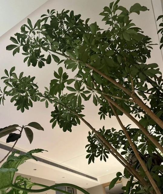 5 cây thu hút thịnh vượng, may mắn: Người giàu chuộng trồng, người nghèo chẳng để tâm- Ảnh 1. 5 cây thu hút thịnh vượng, may mắn: Người giàu chuộng trồng, người nghèo chẳng để tâm- Ảnh 1.