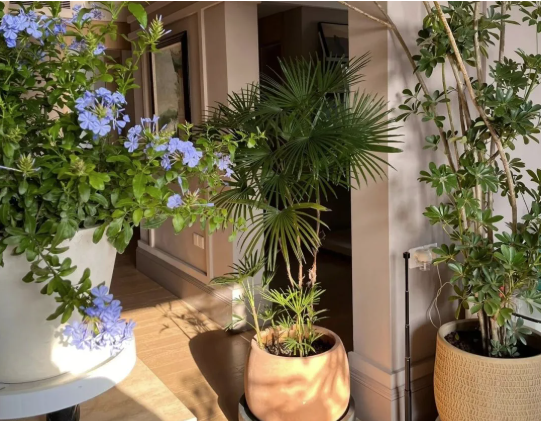 5 cây thu hút thịnh vượng, may mắn: Người giàu chuộng trồng, người nghèo chẳng để tâm- Ảnh 4. 5 cây thu hút thịnh vượng, may mắn: Người giàu chuộng trồng, người nghèo chẳng để tâm- Ảnh 4.