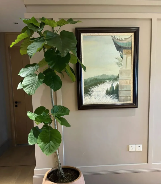 5 cây thu hút thịnh vượng, may mắn: Người giàu chuộng trồng, người nghèo chẳng để tâm- Ảnh 5. 5 cây thu hút thịnh vượng, may mắn: Người giàu chuộng trồng, người nghèo chẳng để tâm- Ảnh 5.