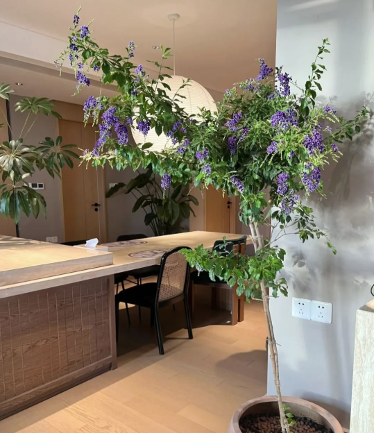 5 cây thu hút thịnh vượng, may mắn: Người giàu chuộng trồng, người nghèo chẳng để tâm- Ảnh 8. 5 cây thu hút thịnh vượng, may mắn: Người giàu chuộng trồng, người nghèo chẳng để tâm- Ảnh 8.