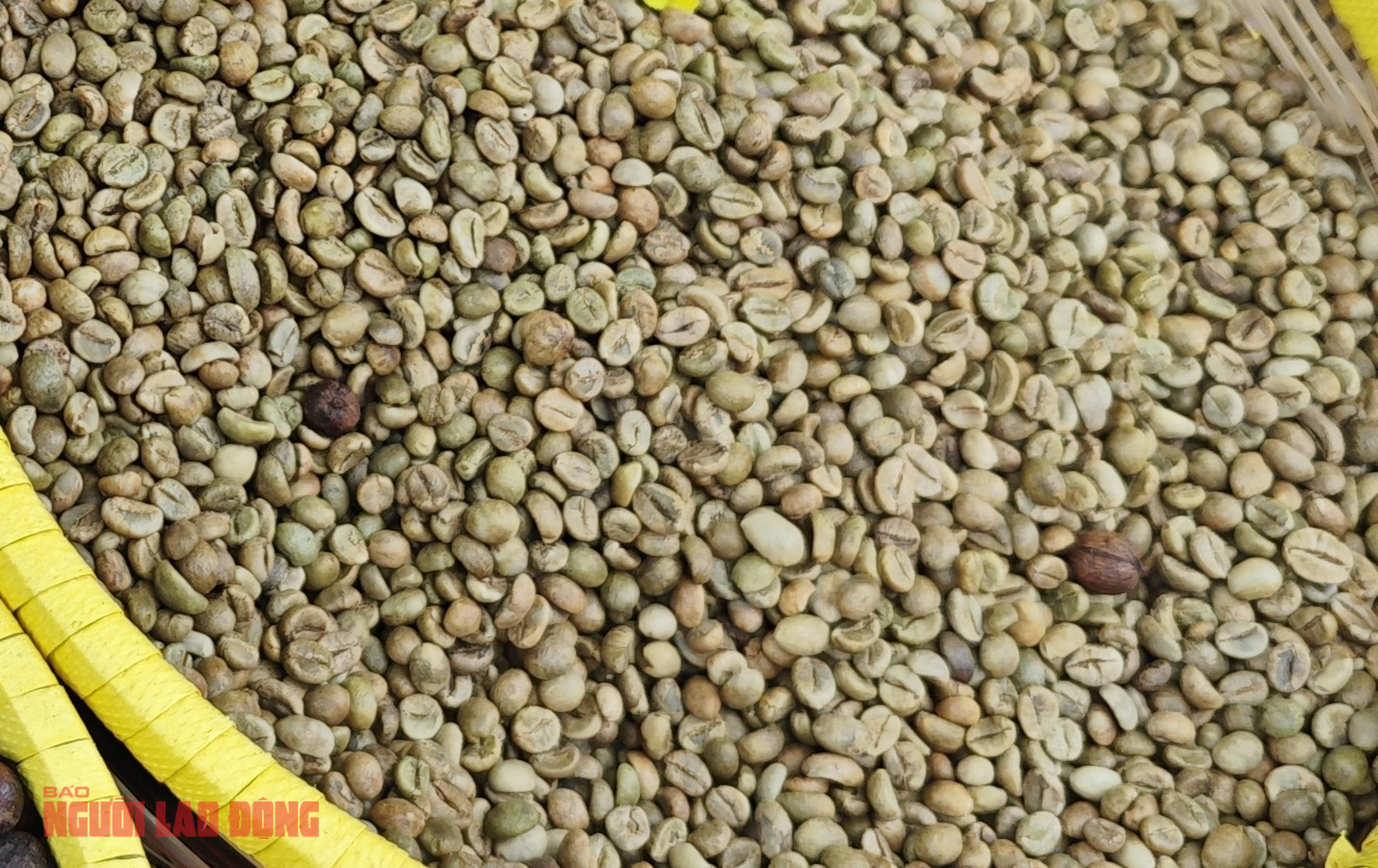 Giá cà phê hôm nay 14 - 1: Tăng giá đồng loạt , Brazil xuất khẩu giảm sâu - Ảnh 2. Giá cà phê hôm nay 14 - 1: Tăng giá đồng loạt , Brazil xuất khẩu giảm sâu - Ảnh 2.