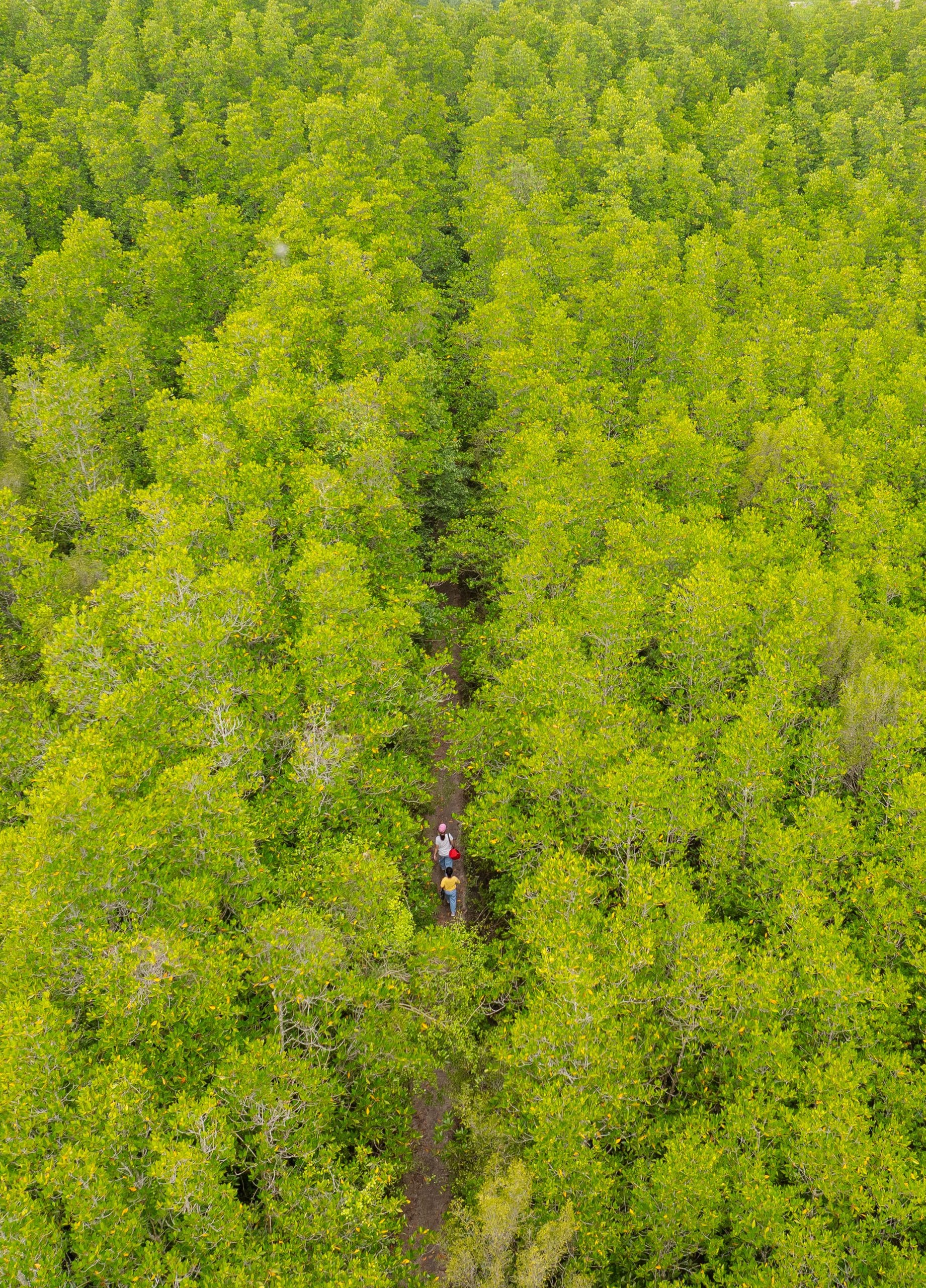 Ngọn núi ở TP.HCM cao hơn 10m: Được ví như "núi dễ leo nhất Việt Nam", xung quanh là hệ sinh thái hiếm có - Ảnh 5.