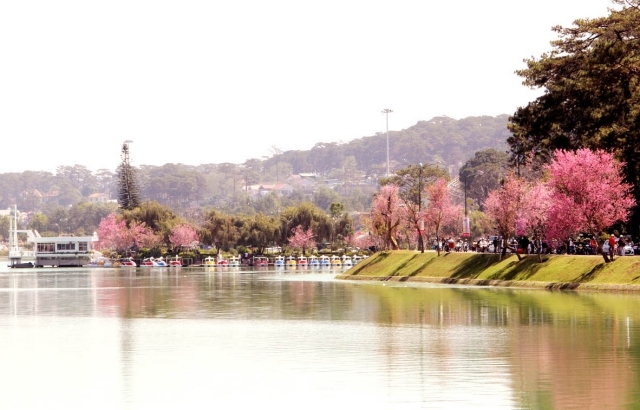 Đầu năm 2026, du lịch Đà Lạt có một việc “chưa từng có tiền lệ” - Ảnh 8.