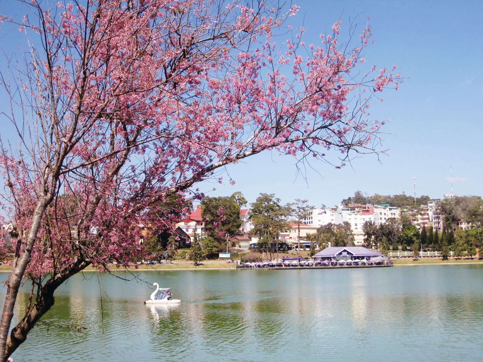 Đầu năm 2026, du lịch Đà Lạt có một việc “chưa từng có tiền lệ” - Ảnh 2.