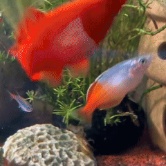 Một sinh vật lạ trông giống châu chấu đã xuất hiện trong bể cá và bơi cực nhanh, cư dân mạng cảnh báo nếu không bắt nhanh nó sẽ ăn hết cá - Ảnh 1.