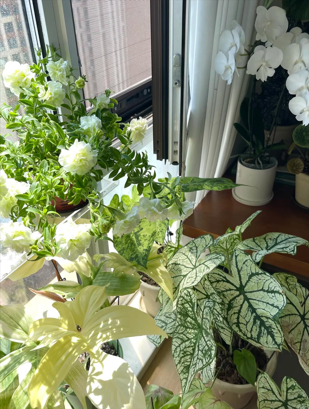 Không nhà vườn, không biệt thự: Ban công của bà mẹ trẻ khiến hàng nghìn người muốn sống chậm lại- Ảnh 6.