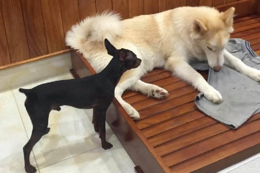 4 vật vào nhà là điềm báo chuyện tốt lành, đuổi đi dễ mất lộc như chơi- Ảnh 1.