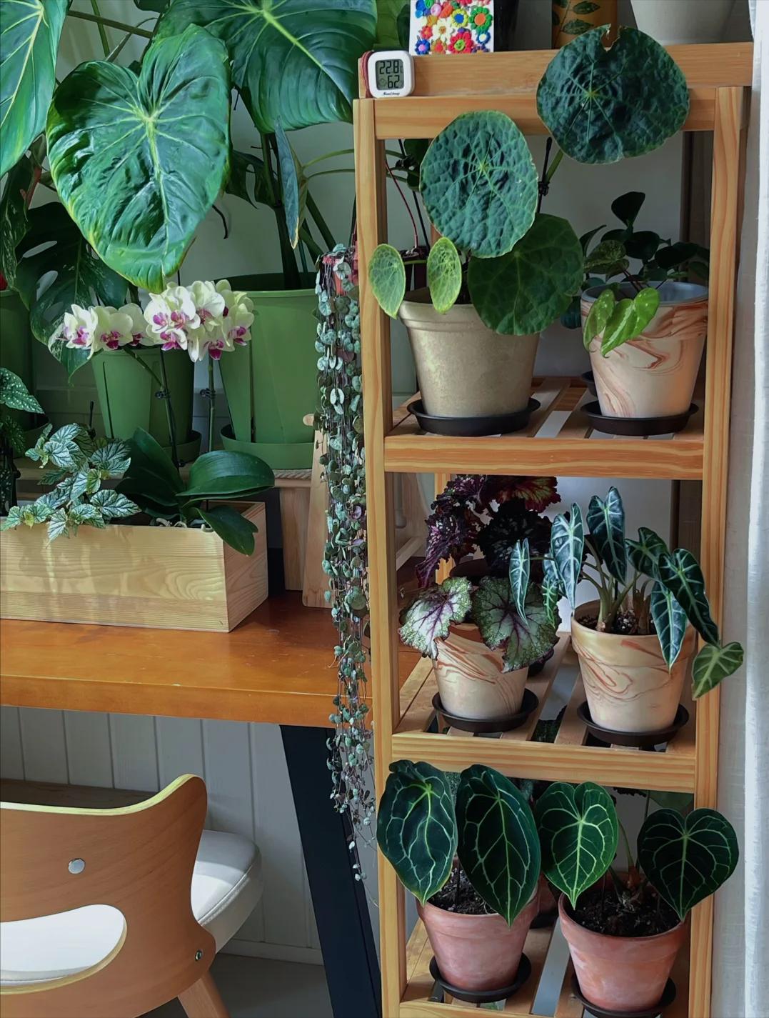 Không nhà vườn, không biệt thự: Ban công của bà mẹ trẻ khiến hàng nghìn người muốn sống chậm lại- Ảnh 1.