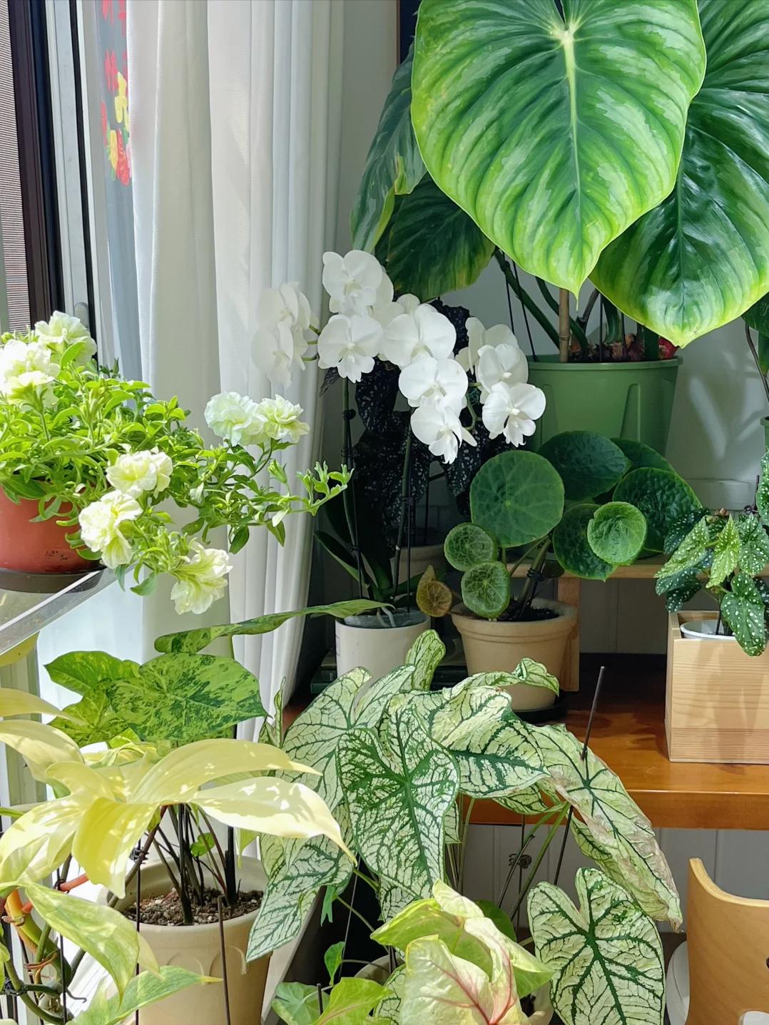 Không nhà vườn, không biệt thự: Ban công của bà mẹ trẻ khiến hàng nghìn người muốn sống chậm lại- Ảnh 5.