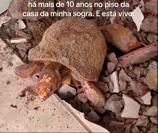 Đập sàn nhà để sửa chữa, gia đình bất ngờ phát hiện thứ vẫn “sống” dưới đó suốt 10 năm - Ảnh 3.