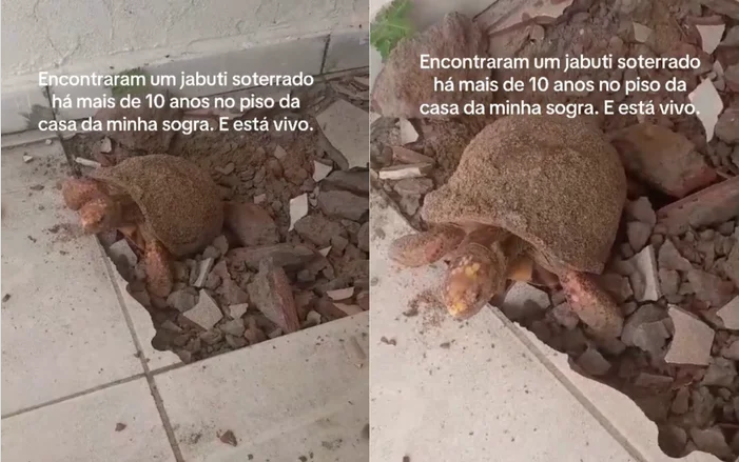 Đập sàn nhà để sửa chữa, gia đình bất ngờ phát hiện thứ vẫn “sống” dưới đó suốt 10 năm - Ảnh 2.