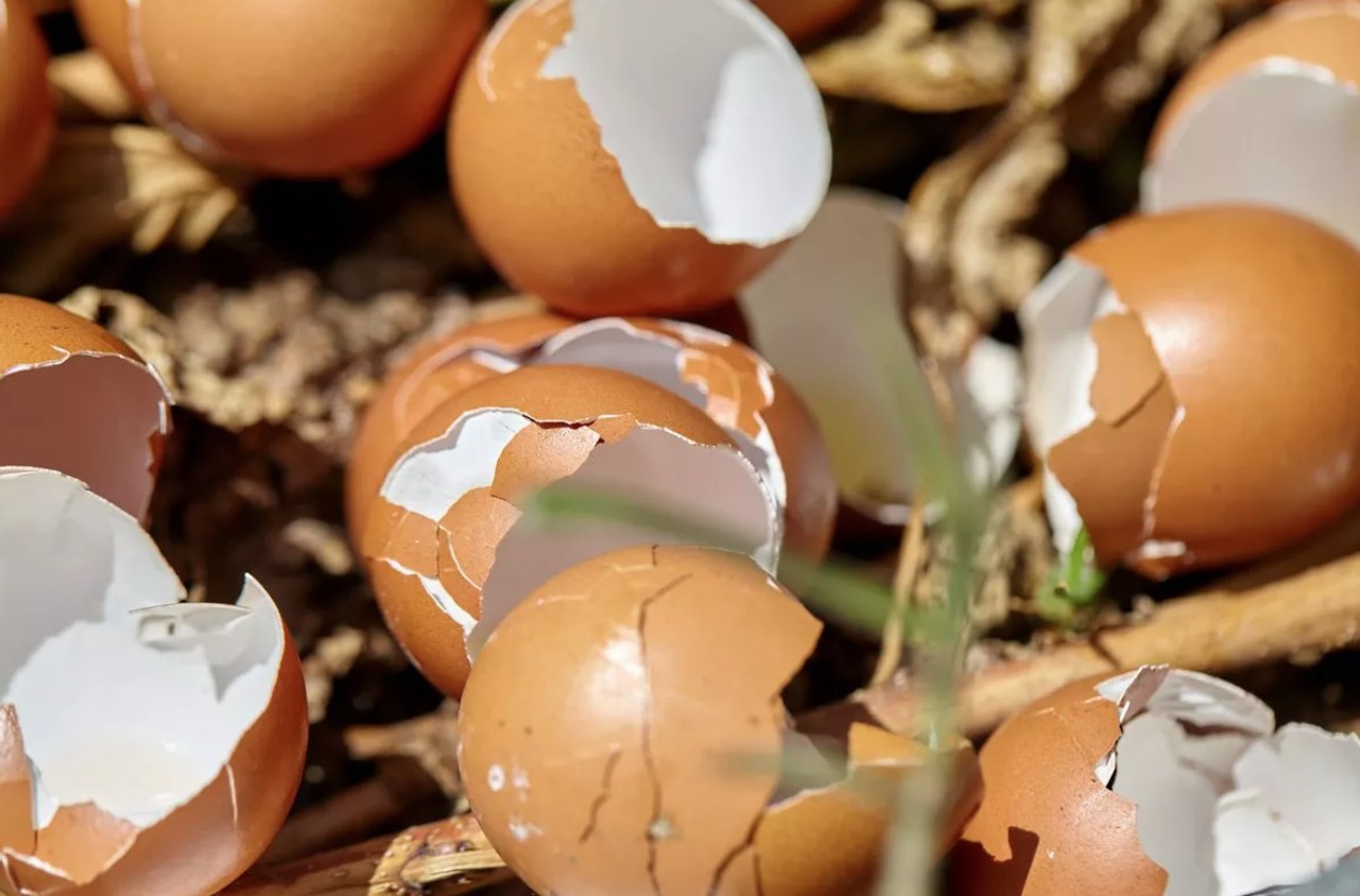 Rải thứ này ra vườn mùa đông, sâu hại tránh xa, cây trồng tươi tốt chưa từng thấy- Ảnh 1.