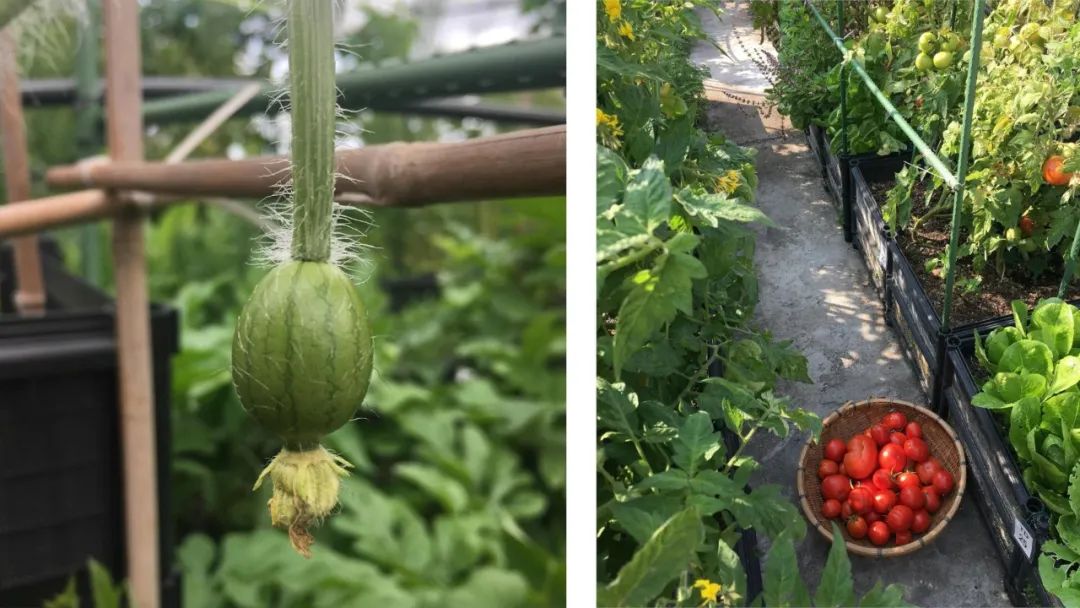 Cư dân thuê 1m² sân thượng để trồng rau: Xu hướng “nông dân đô thị” giúp tiết kiệm tiền ăn và sống xanh giữa thành phố bê tông- Ảnh 10.