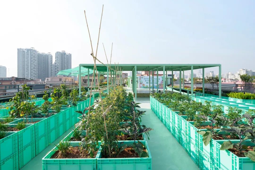 Cư dân thuê 1m² sân thượng để trồng rau: Xu hướng “nông dân đô thị” giúp tiết kiệm tiền ăn và sống xanh giữa thành phố bê tông- Ảnh 4.