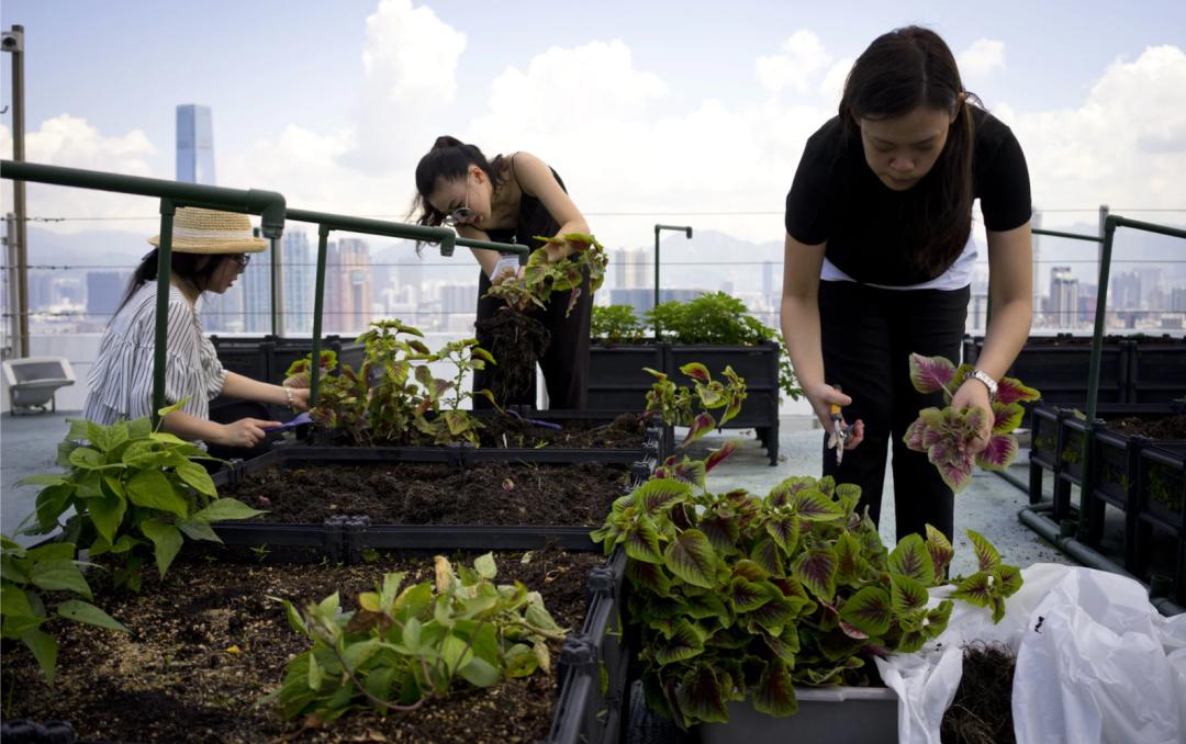 Cư dân thuê 1m² sân thượng để trồng rau: Xu hướng “nông dân đô thị” giúp tiết kiệm tiền ăn và sống xanh giữa thành phố bê tông- Ảnh 1.