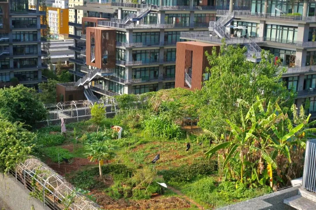 Cư dân thuê 1m² sân thượng để trồng rau: Xu hướng “nông dân đô thị” giúp tiết kiệm tiền ăn và sống xanh giữa thành phố bê tông- Ảnh 9.