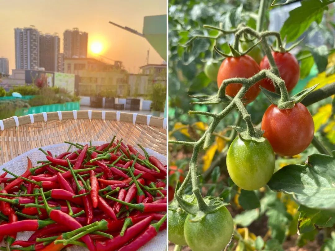 Cư dân thuê 1m² sân thượng để trồng rau: Xu hướng “nông dân đô thị” giúp tiết kiệm tiền ăn và sống xanh giữa thành phố bê tông- Ảnh 3.