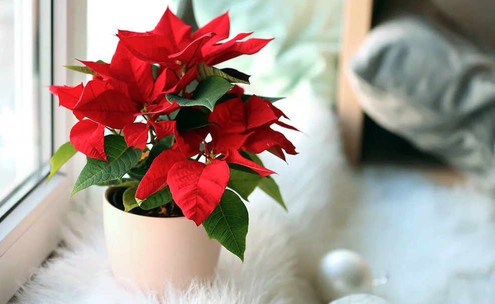Loại cây người Việt thích chưng Tết nhưng ẩn chứa “bí mật” ít ai biết- Ảnh 1.