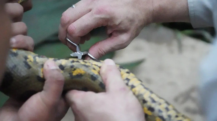 Will Smith chạm trán nghẹt thở với loài rắn khổng lồ mới ở Amazon: Dài tới 5m, cơ thể dày ngang thân cây - Ảnh 4.