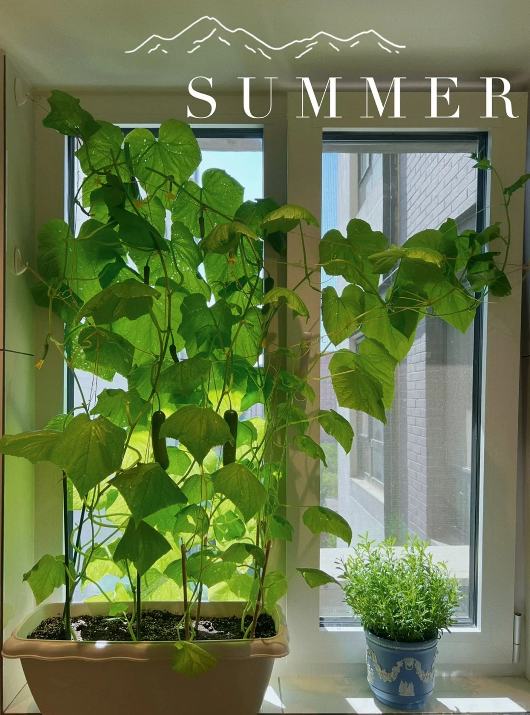 Tôi bắt đầu trồng rau tại nhà vì nghĩ cho vui, 3 tháng sau nhận ra mình đã tiết kiệm được một khoản không nhỏ- Ảnh 6.