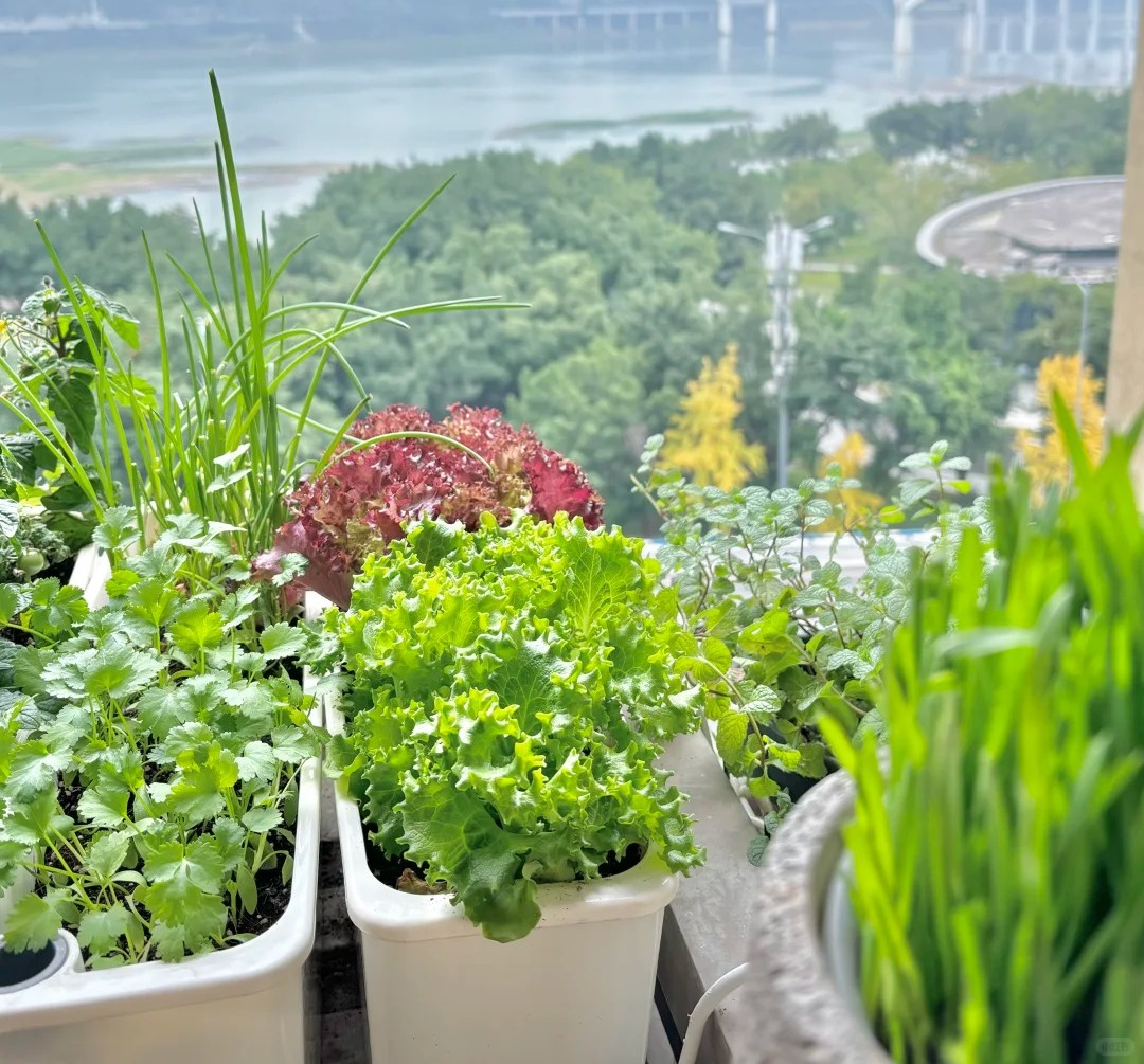 Tôi bắt đầu trồng rau tại nhà vì nghĩ cho vui, 3 tháng sau nhận ra mình đã tiết kiệm được một khoản không nhỏ- Ảnh 1.