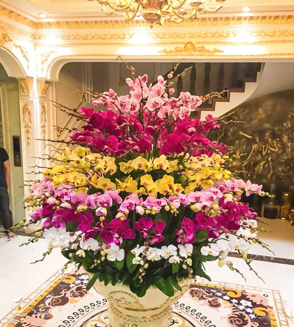 Lưỡi hổ hay kim tiền cũng không bằng 3 cây này: “Của để dành” trong nhà, càng trồng càng có lộc- Ảnh 2.