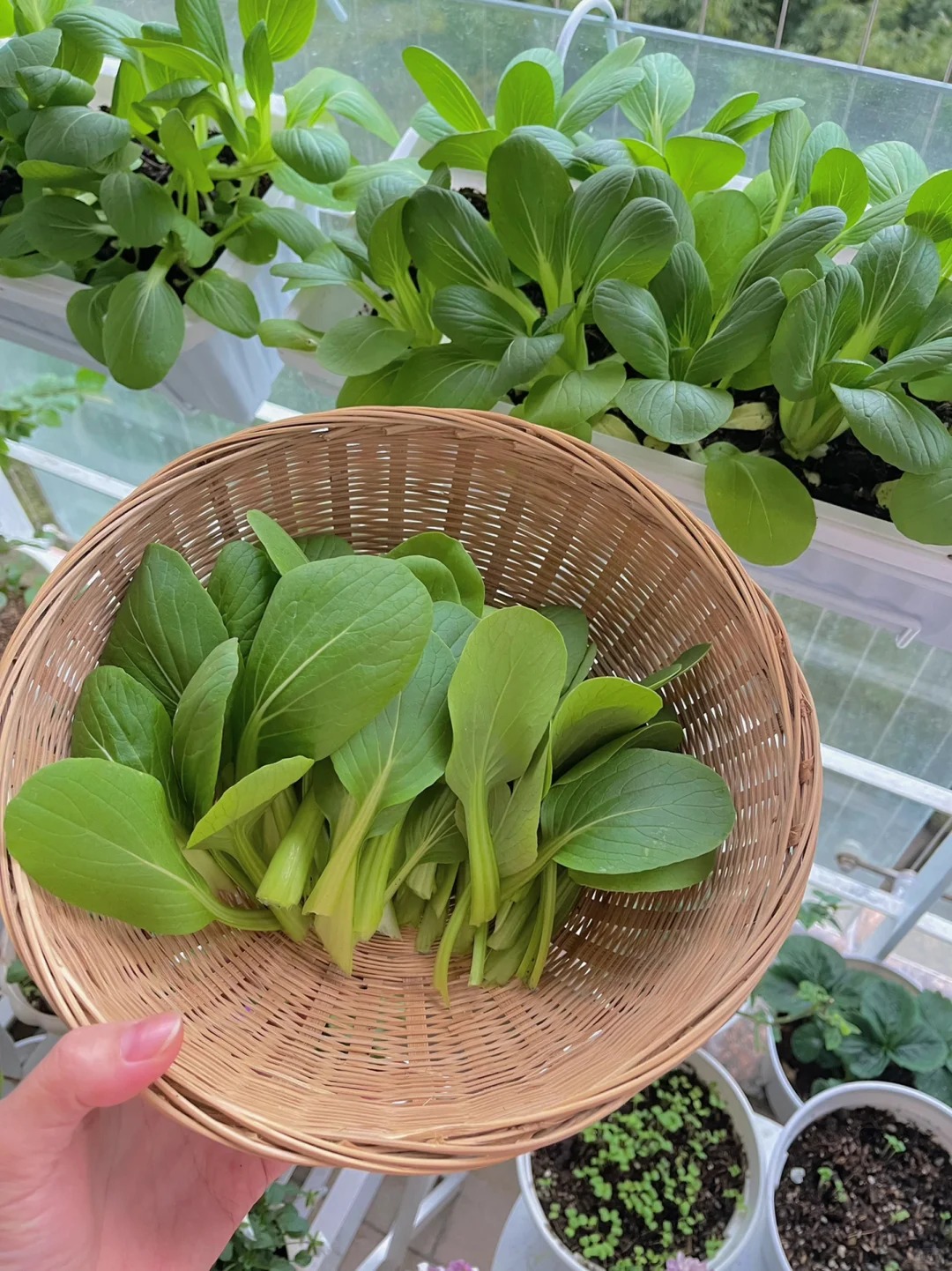 Tôi bắt đầu trồng rau tại nhà vì nghĩ cho vui, 3 tháng sau nhận ra mình đã tiết kiệm được một khoản không nhỏ- Ảnh 9.